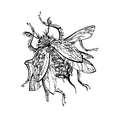 Beetle. Graphic drawing beetle on a white background.のイラスト素材