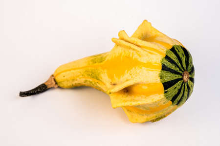 Single pumpkin on white background for decoration purposesの写真素材