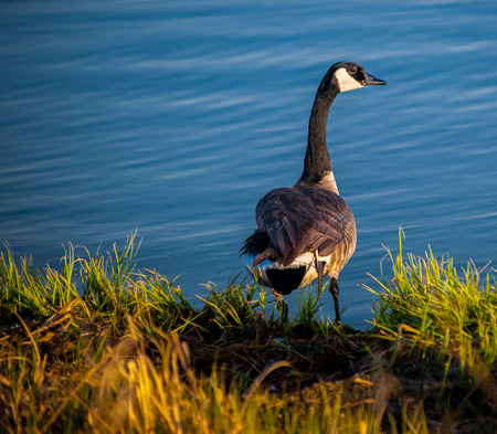 Canada Goose by the lake, Calgary Alberta Canadaの写真素材