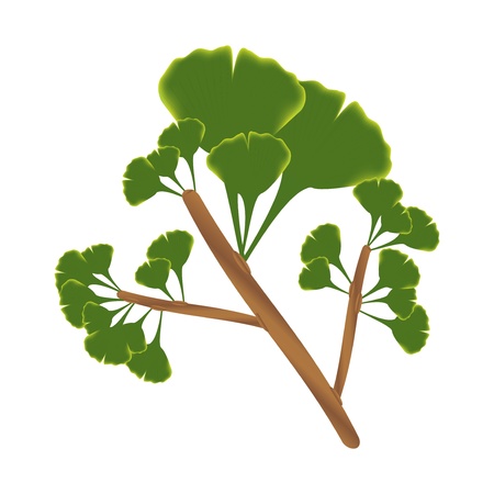 Twig with leaves of ginkgo biloba isolated illustration on white background  のイラスト素材