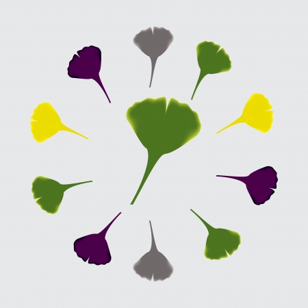 Leaves of ginkgo biloba  のイラスト素材