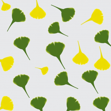 Leaves of ginkgo biloba  のイラスト素材
