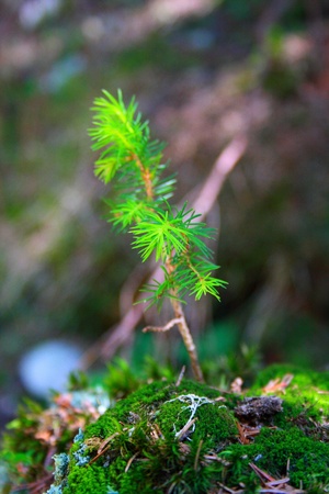 Silver fir brenches detail  の写真素材