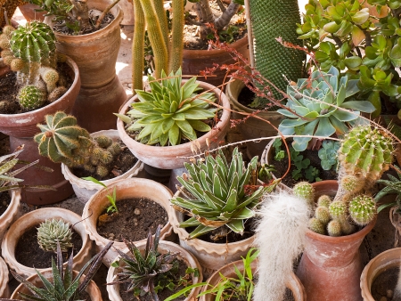 Cacti at the Villa Pisani in Stra Italyのeditorial素材
