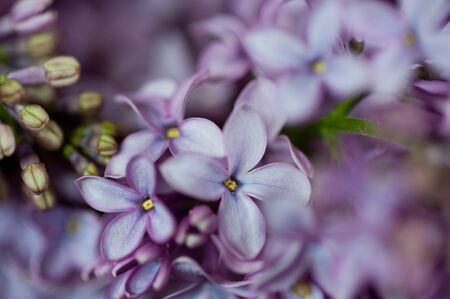 lilac