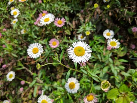 Beautiful Chamomile Flowers in the Garden.の写真素材