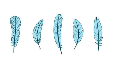 Set of different bird feathers. Color vector illustration of flat outline style. White isolated background.のイラスト素材