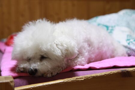 Puppy of bedの写真素材