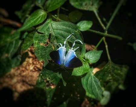 Butterflies in the wildの素材