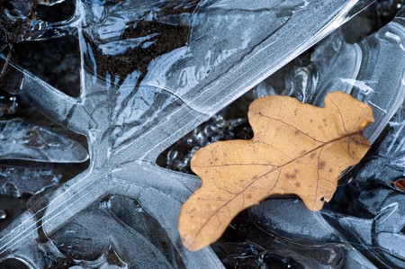 Dried oak leaf on a frozen water surfaceの写真素材