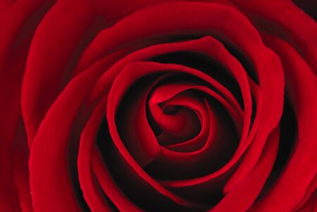 Single red rose, closeup shotの写真素材