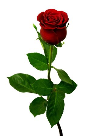 Single red rose on a white background の写真素材