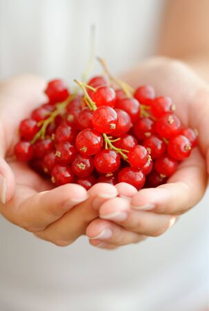 Female hands holding red currant berriesの写真素材