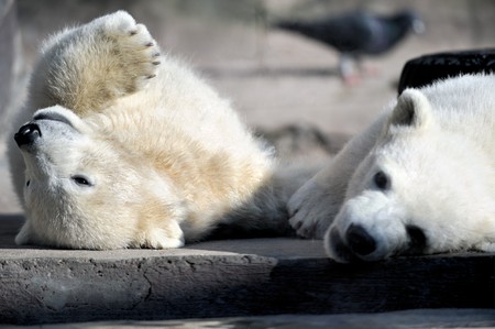 Two little polar bear cubs playingの写真素材