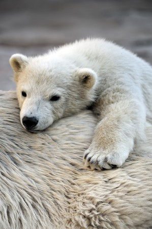 Little polar bear cub having a rest at his mom`s backの写真素材