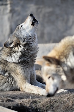 Howling wolf in a Moscow Zoo