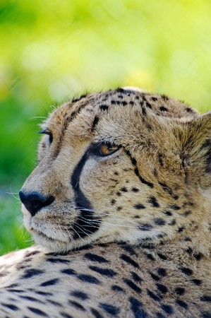 Cheetah having a rest, close-up shotの写真素材