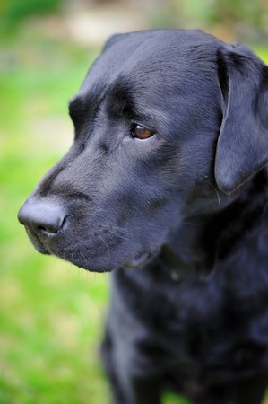 Black labrador retriever portrait, green grass backgroundの写真素材