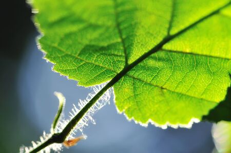 Green leaf in a sunlightの写真素材