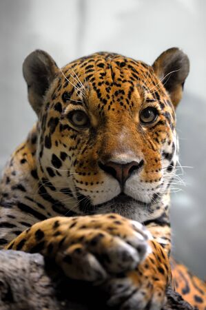 Portrait of jaguar, panthera oncaの写真素材