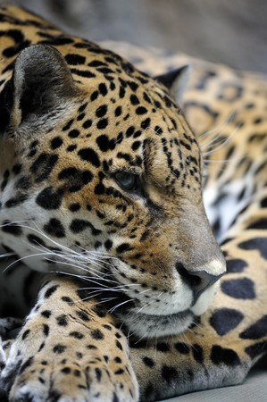 Portrait of jaguar, panthera oncaの写真素材