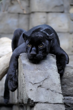 Black jaguar taking a restの写真素材