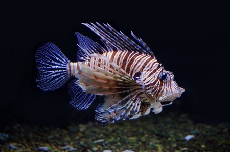 Lionfish in a Moscow Zoo aquarium