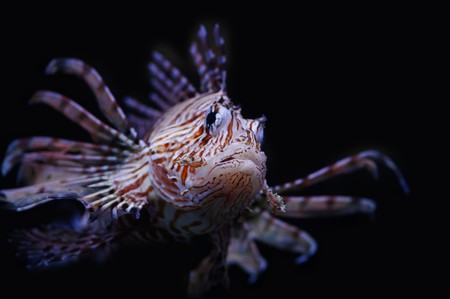 Lionfish in a Moscow Zoo aquarium