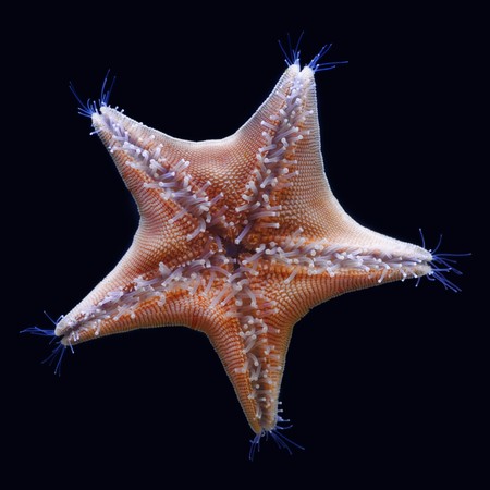Goose foot starfish (Asterina pectinifera)の写真素材