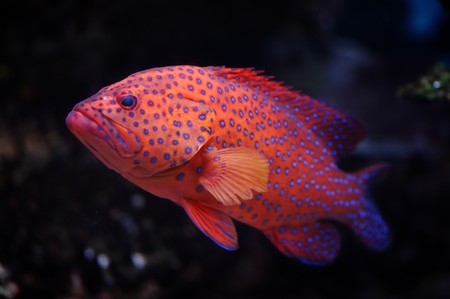 Red groper (Cephalopholis miniata) in a Moscow Zoo aquariumの写真素材