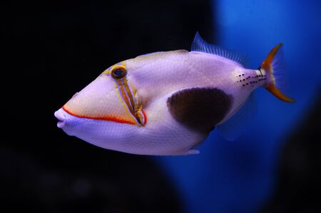 Blackbelly triggerfish (Rhinecanthus verrucosus) in a Moscow Zoo aquariumの写真素材