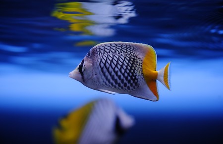 Red checkered butterfly (Chaetodon xanthurus) in a Moscow Zoo aquariumの写真素材