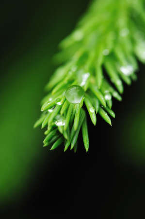 Water drops on a fresh fir bough