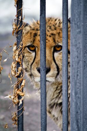 Sorrowful cheetah looking from the cageの写真素材