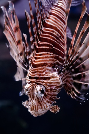 Lionfish portrait, closeup shotの素材 [FY3109347541]