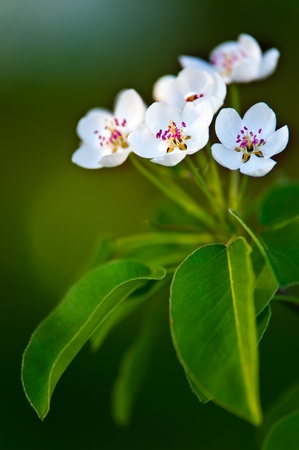 Apple tree blossom, white flowers on a green leaves backgroundの写真素材