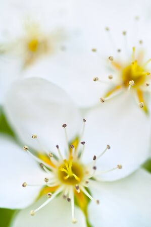 Apple tree blossom, white flowers close-up shot, abstract nature backgroundの写真素材