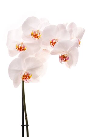 White orchid (Phalaenopsis) flowers, isolated, white backgroundの写真素材