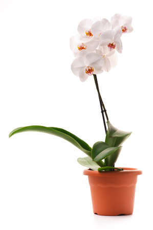 White orchid (Phalaenopsis) in a flowerpot, isolated, white backgroundの写真素材