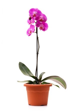 Pink orchid (Phalaenopsis) in a flowerpot, isolated, white backgroundの写真素材