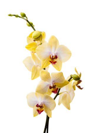 Yellow orchid (phalaenopsis) flowers isolated on white backgroundの写真素材