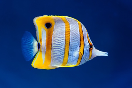 Copperband butterfly fish (Chelmon rostratus) on natural blue backgroundの写真素材