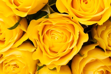 Group of yellow roses, close-up shot, floral background or wallpaperの写真素材
