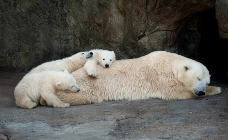 Polar she-bear having a rest with three small bear cubsの写真素材