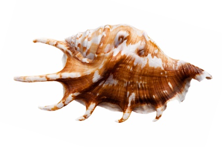 Sea shell isolated on white background