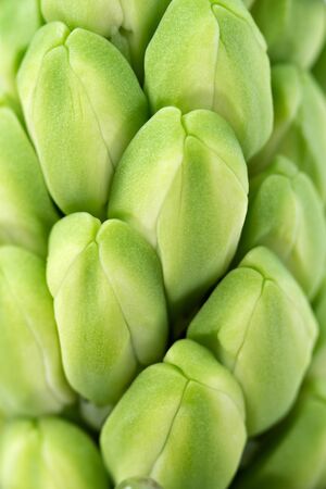Flowers: close-up shot of unblown green hyacinth, excellent natural floral background, selective focus, shallow depth of fieldの写真素材