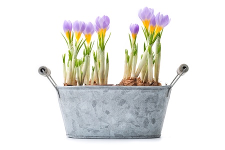 Flowers: group of blue crocuses, isolated on white backgroundの写真素材