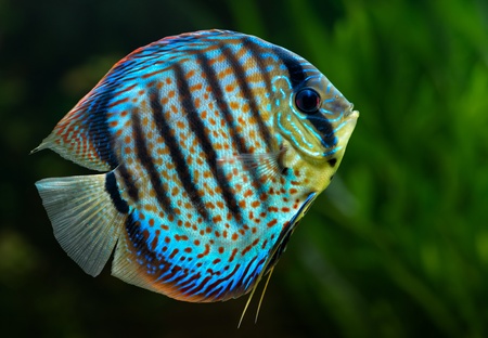 Aquarium: tropical decorative fish, Discus (Symphysodon spp.) on natural green background 