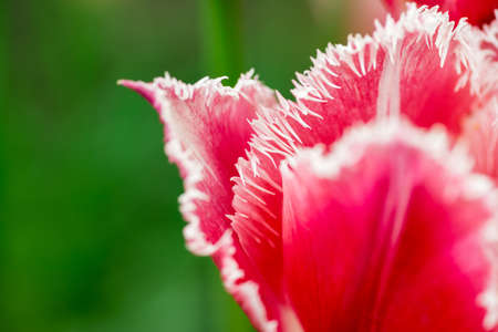 Flowers: single red tulip on natural blurred background, low DOF, soft focus close-up shot. 
