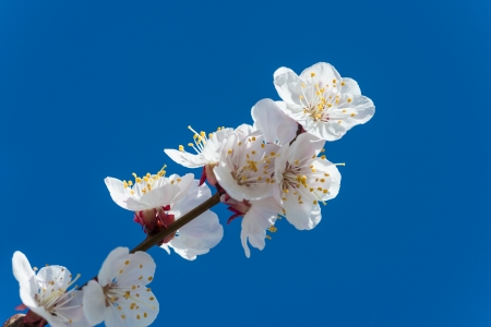 Flowers  white blooming apple tree branch, clear blue sky at background の写真素材